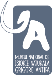 Antipa logo